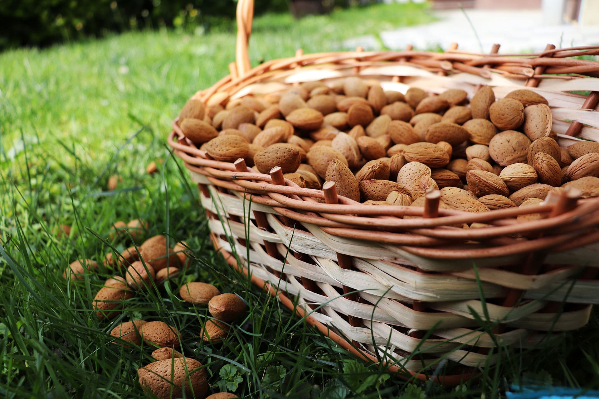 almond-5213382-min