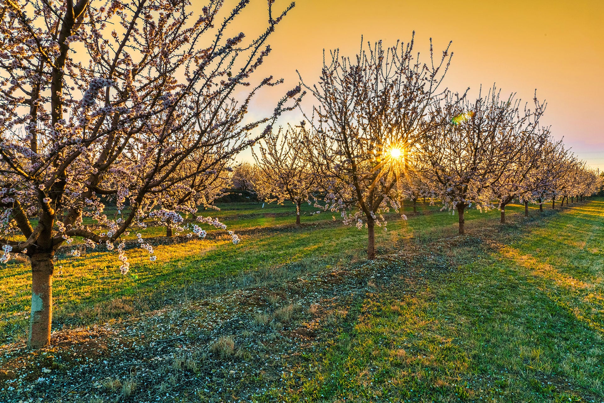 almond-trees-7068106-min